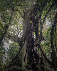 old big tree in the rainforest