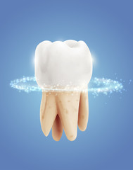 vector molar tooth. beauty and health. tooth cleaning and personal care