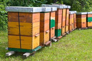 bees