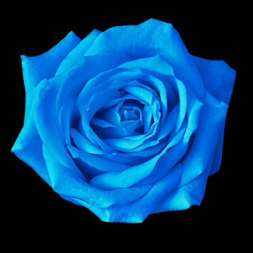 blue rose flower isolated on a black background. Closeup. Nature.