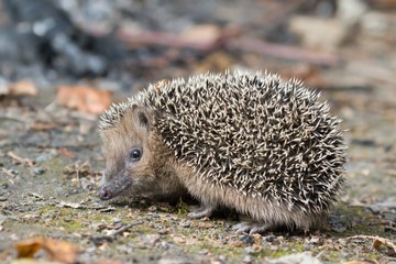 young west European hedgehog on the ground. Common hedgehog. Erinaceus europaeus