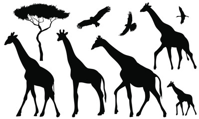 Set of 5 giraffes silhouettes on white background. Giraffe vector illustrations.