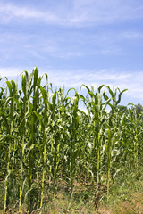 Fototapeta premium corn