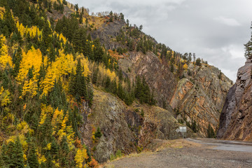 Autumn landscape Colorado USA. Golden Aspen trees. 