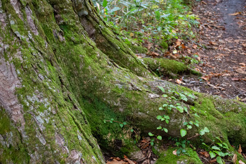 苔むした木の根元