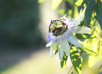 nature, flowers and buildings