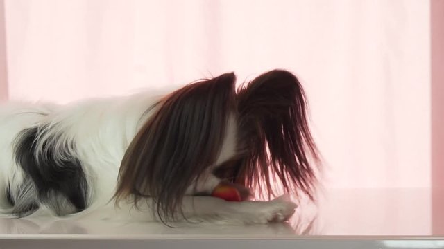 Papillon is eating small red apple stock footage video