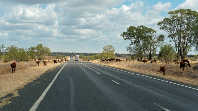 Cattle Feeding On A Highway
