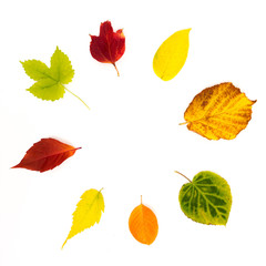 autumn leaves laid out in a circle on a white background