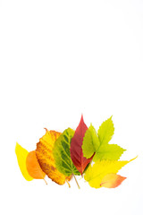 composition of colorful autumn leaves on a white background
