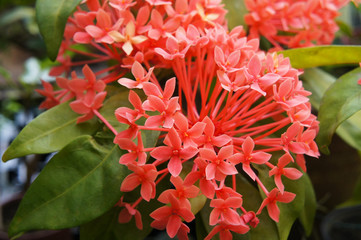 Ixora coccinea or flame of the woods or jungle geranium red flowers