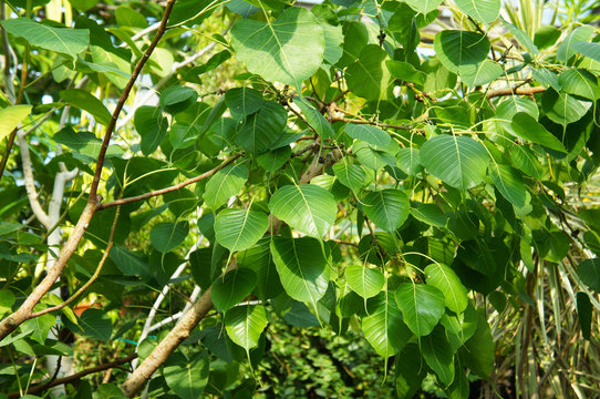 Ficus religiosa or sacred fig foliage