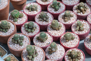 Fototapeta premium Cacti and succulents in the garden.Cactus is beautiful plant.