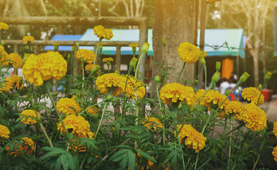 Lots of beautiful marigolds in a garden with Mexican marigold lighting, Aztec marigold, African marigold
