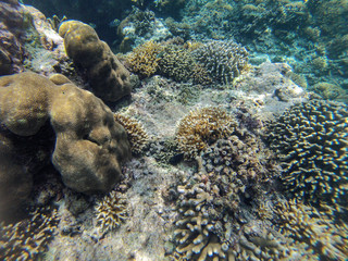 Coral Reef Indonesia