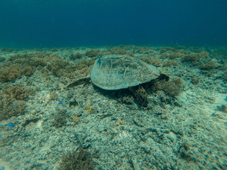 Obraz premium Sea Turtle resting