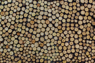 Wooden stumps close up. Small pine wooden circles pattern.