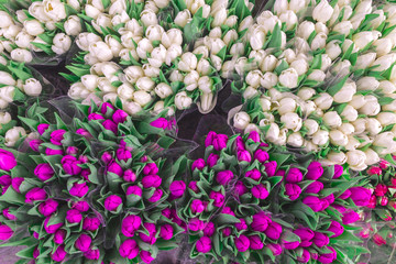 Pink and white tulip flowers background