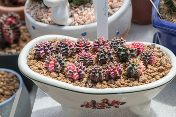 Beautiful Colorful Gymnocalycium mihanovichii grafted cactus  cactus on pot in the garden.Selective focus Gymnocalycium grafted cactus or moon cactus.
