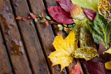 Autumn colorful leaves composition on wooden table with waterdrops