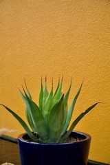 agave plant in pot with yellow background