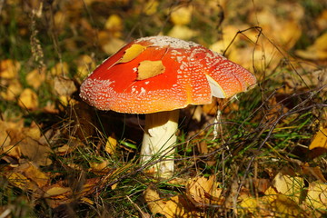 fly agaric mushroom in the forest