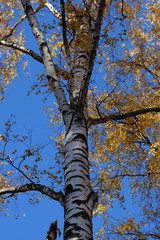 birch tree in autumn