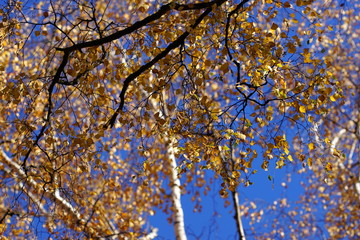 autumn leaves on blue sky
