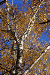 yellow birch tree in autumn