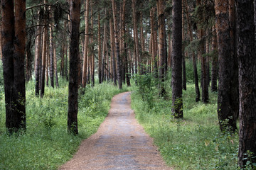 walk in the fresh air along the health path in the pine forest, pine trees growing on both sides of the path