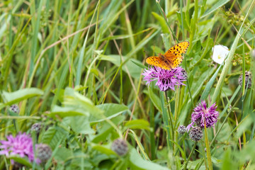 summer lawn with clover flowers on which sits an orange butterfly