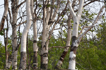 Bereg of the White sea in the summer Agrah