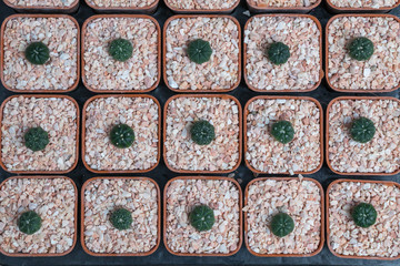 Cacti and succulents  in the garden.Cactus is beautiful plant.