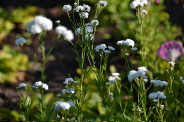 wonderful flowers on the lawn