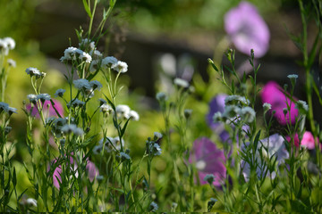 wonderful flowers on the lawn
