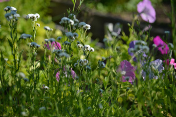 wonderful flowers on the lawn