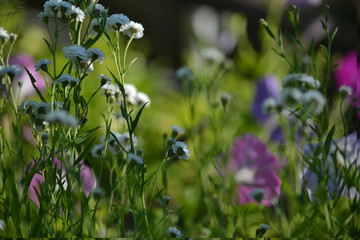 wonderful flowers on the lawn
