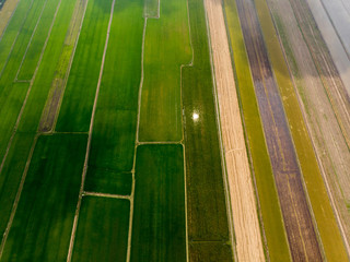 Aerial top view photo from flying drone, Land with paddy thai jasmine rice fields in countryside in...