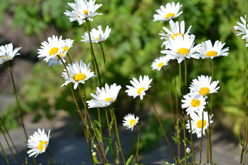 wonderful flowers on the lawn