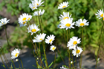 wonderful flowers on the lawn