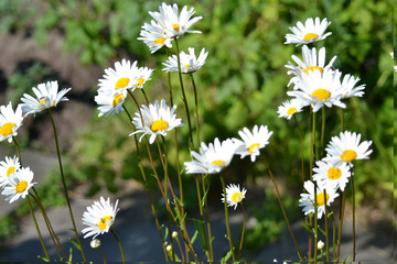 wonderful flowers on the lawn