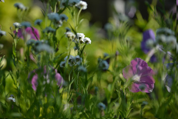 wonderful flowers on the lawn