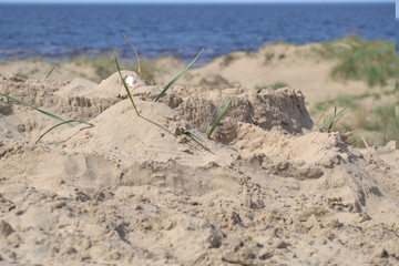 Bereg of the White sea in the summer Agrah