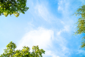Green foliage background cloudy sky