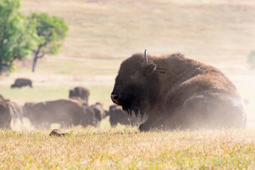 "dusting Up" © scottevers7