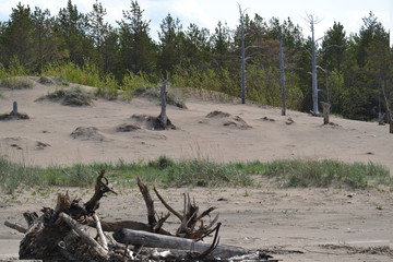 the Northern coast of the white sea in the summer