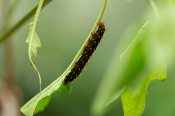 The caterpillar is soon forming a new butterfly