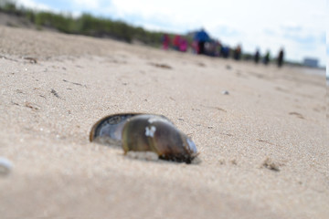 the Northern coast of the white sea in the summer