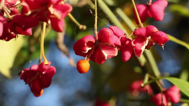 Sunny autumn red flowers