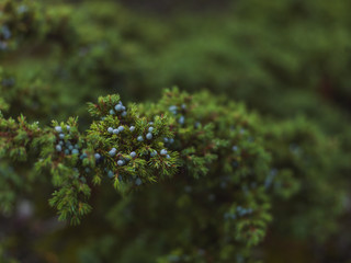 Juniper